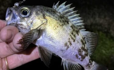 「エサで魚を探してルアーでサイズを狙う！」ハイブリッドメバリングで20…