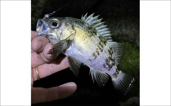 「エサで魚を探してルアーでサイズを狙う！」ハイブリッドメバリングで20cm超えメバル登場