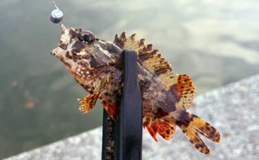 春は穴釣りとライトなショアジギングがオススメ！【大阪】谷川港でカサゴと…