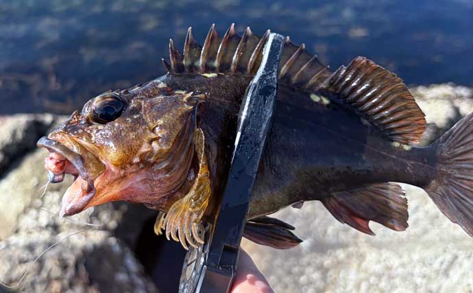 春は穴釣りとライトなショアジギングがオススメ！【大阪】谷川港でカサゴとメバルを好捕