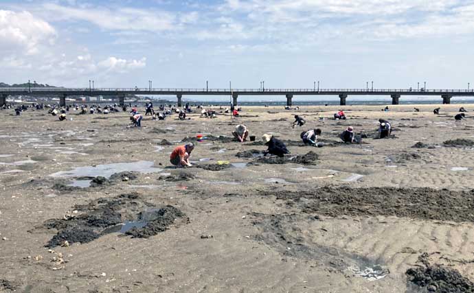 解禁4日目の人気潮干狩り場「竹島」でアサリとハマグリ合計4kgを採集！【愛知】