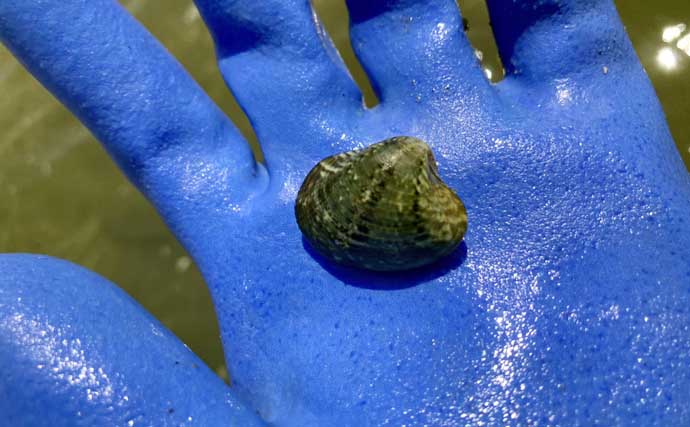 解禁4日目の人気潮干狩り場「竹島」でアサリとハマグリ合計4kgを採集！【愛知】