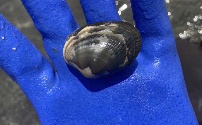 解禁4日目の人気潮干狩り場「竹島」でアサリとハマグリ合計4kgを採集！【愛知】
