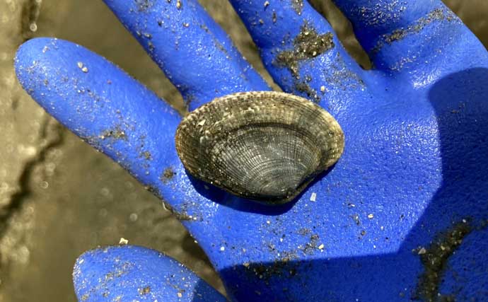 解禁4日目の人気潮干狩り場「竹島」でアサリとハマグリ合計4kgを採集！【愛知】