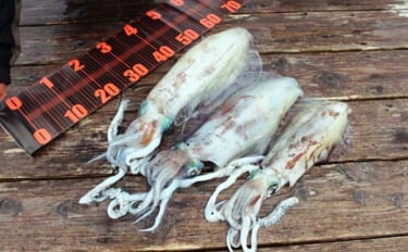 春のボートエギングにはショア（陸っぱり）用ロッドがオススメ？ 現役船長に理由を聞いてみた
