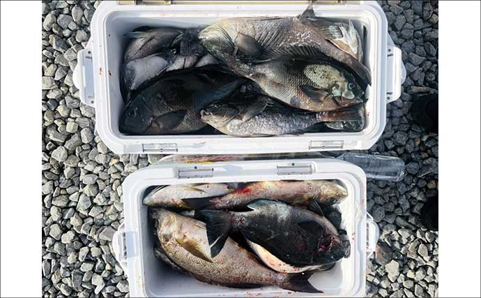 「脂ノリノリ！」磯フカセ釣りで40cm超え大型イサキ浮上【ふかしま丸・大分】クロも連発