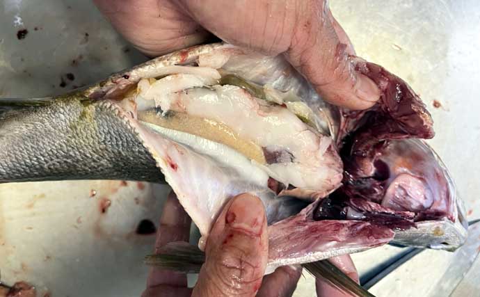 「脂ノリノリ！」磯フカセ釣りで40cm超え大型イサキ浮上【ふかしま丸・大分】クロも連発