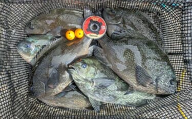 釣り歴20年の釣り人がハリス（釣り糸）『シーガー』シリーズを愛用するワ…