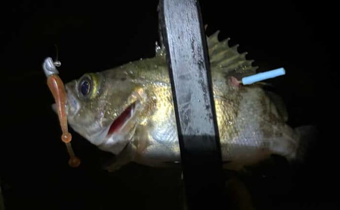 夜の堤防メバリング釣行でメバル20尾！【大阪】表層のスローリトリーブで連発