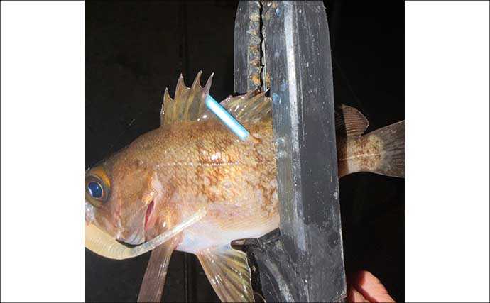 夜の堤防メバリング釣行でメバル20尾！【大阪】表層のスローリトリーブで連発