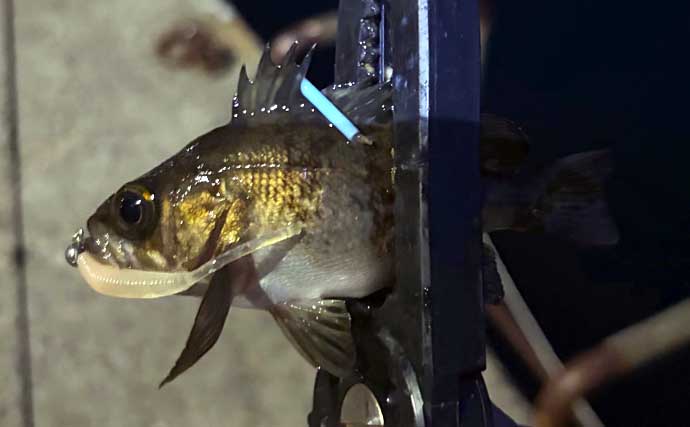 夜の堤防メバリング釣行でメバル20尾！【大阪】表層のスローリトリーブで連発