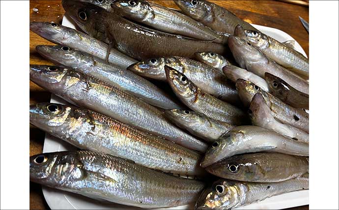 堤防ちょい投げ釣りで23cm良型キスが登場！【天草・熊本】ゲストにグチも顔見せ