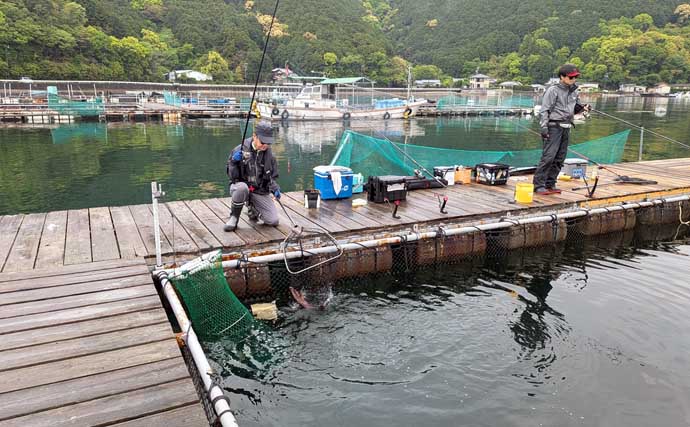 海上釣り堀で美味魚「シマアジ」に挑戦【貞丸・三重】本命5匹にマダイ7匹を好捕！