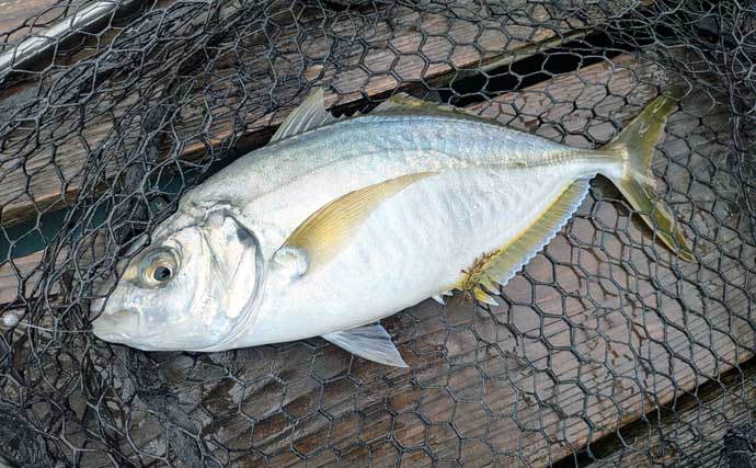 海上釣り堀で美味魚「シマアジ」に挑戦【貞丸・三重】本命5匹にマダイ7匹を好捕！