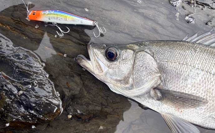 磯でのルアー釣りで本命ヒラスズキと対面成功！【和歌山】ルアー止めたタイミングでヒット