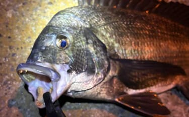 春に産卵期を迎える魚たち【アジ・チヌ・サワラ】 パターンを知れば釣果も…