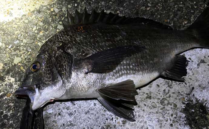 春に産卵期を迎える魚たち【アジ・チヌ・サワラ】 パターンを知れば釣果もアップ？
