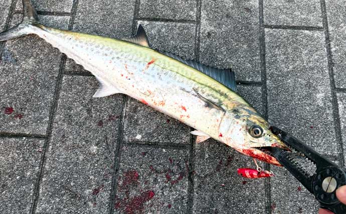 春に産卵期を迎える魚たち【アジ・チヌ・サワラ】 パターンを知れば釣果もアップ？