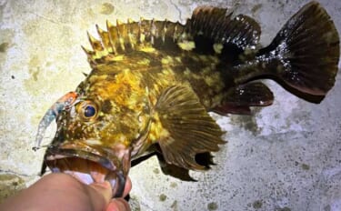 大阪湾ルアー釣りレポート【泉大津】汽水域でのライトゲームで良型シーバス…