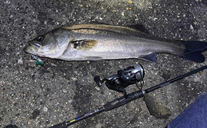 大阪湾ルアー釣りレポート【泉大津】汽水域でのライトゲームで良型シーバス＆尺カサゴ