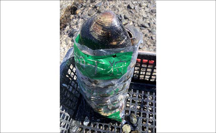 「定番から穴場まで！」愛知でアサリとハマグリが採れる【厳選】潮干狩り場6選