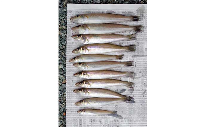 投げ釣り釣果レポート：神前海岸で17cm頭にキス11匹【三重】4色以内にヒット集中