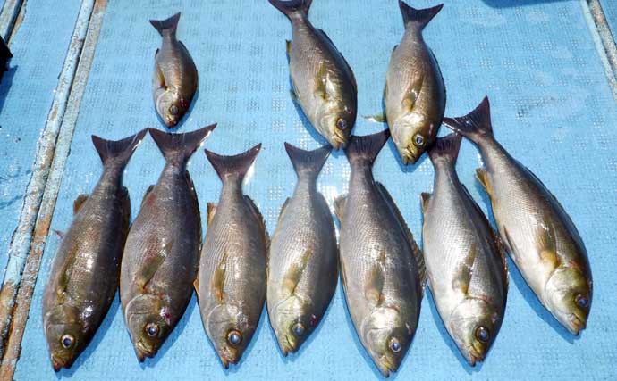 2kgオーバーのタコ出現でシーズン好スタート！【船エサ釣り釣果速報8選・愛知】