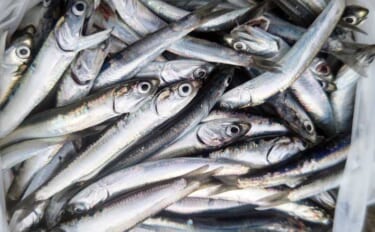 関東の堤防サビキ釣り釣果情報：1時間でカタクチイワシ50尾手中【富浦新…