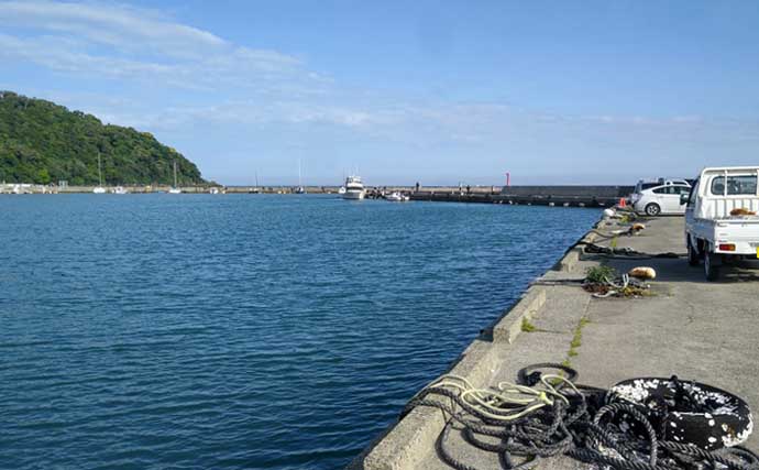 関東の堤防サビキ釣り釣果情報：1時間でカタクチイワシ50尾手中【富浦新港・千葉】