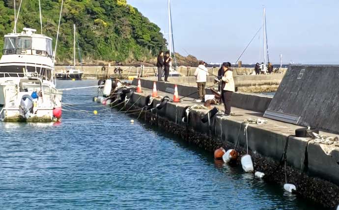 関東の堤防サビキ釣り釣果情報：1時間でカタクチイワシ50尾手中【富浦新港・千葉】