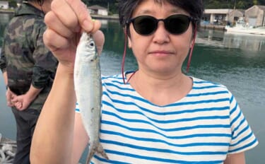 関東・サビキ釣り釣果レポート：富浦新港で20cm級カタボシイワシを快釣…
