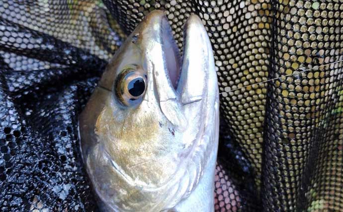 「なぜ魚はバレるのか？」　渓流エサ釣りでバラシが発生する理由を徹底考察