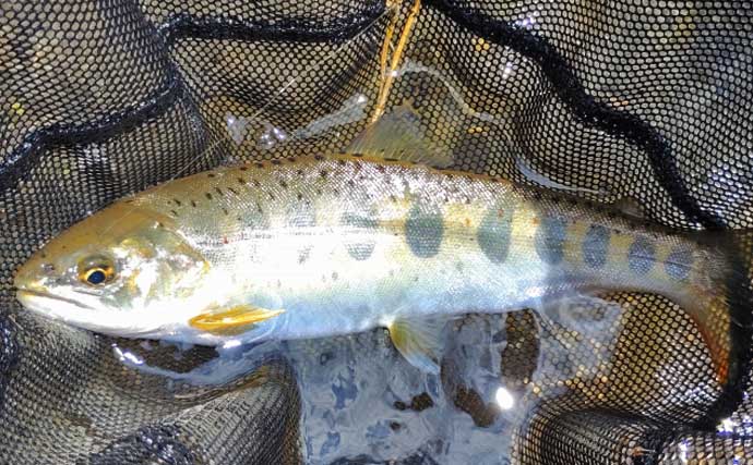 「なぜ魚はバレるのか？」　渓流エサ釣りでバラシが発生する理由を徹底考察
