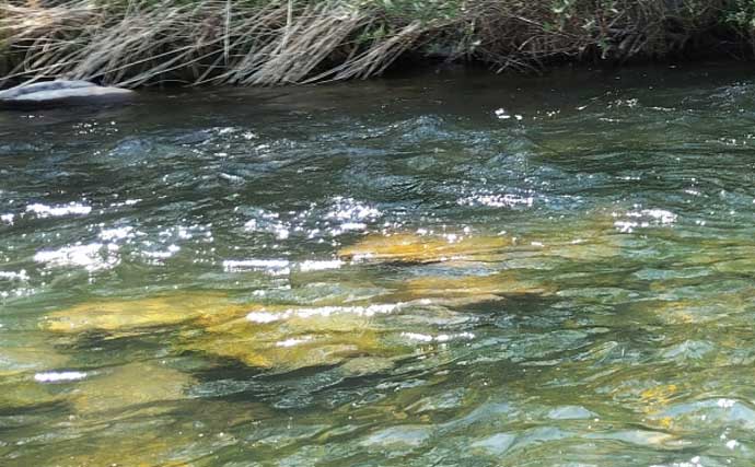 「なぜ魚はバレるのか？」　渓流エサ釣りでバラシが発生する理由を徹底考察