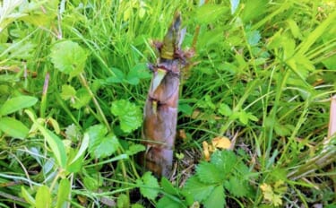 「河川敷で採れるタケノコはアク抜き不要で美味！」 ハチク採りのシーズン…