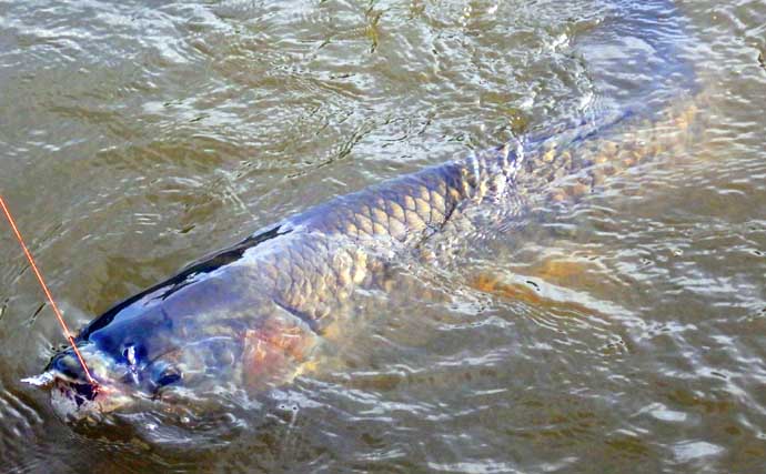 元荒川の最新釣果情報：食パンエサのウキ釣りでメーター超ソウギョをキャッチ！【埼玉】