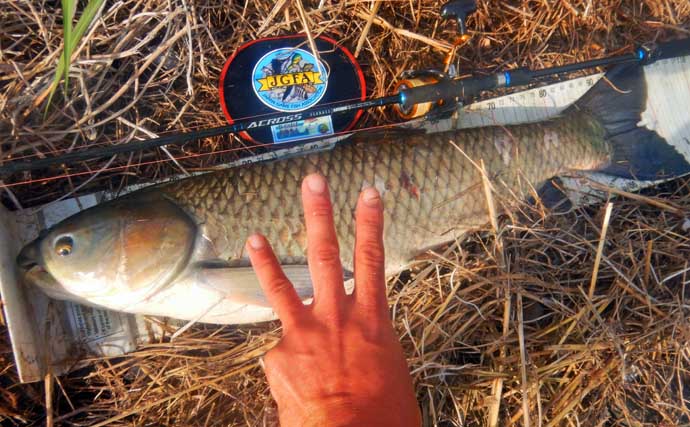 元荒川の最新釣果情報：食パンエサのウキ釣りでメーター超ソウギョをキャッチ！【埼玉】