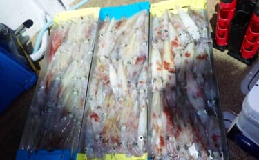 イカメタルで100尾超え！シーズン序盤から絶好調【夜焚きイカ釣果速報1…