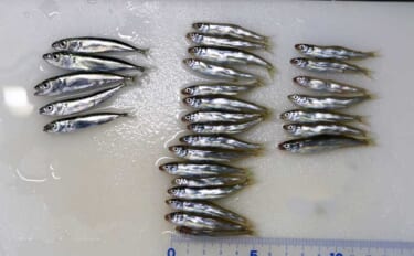 「銚子外港」でのサビキ釣りで稚アユをキャッチ【千葉】小サバ交じりにヒッ…