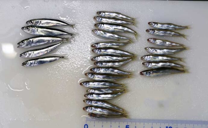 「銚子外港」でのサビキ釣りで稚アユをキャッチ【千葉】小サバ交じりにヒット