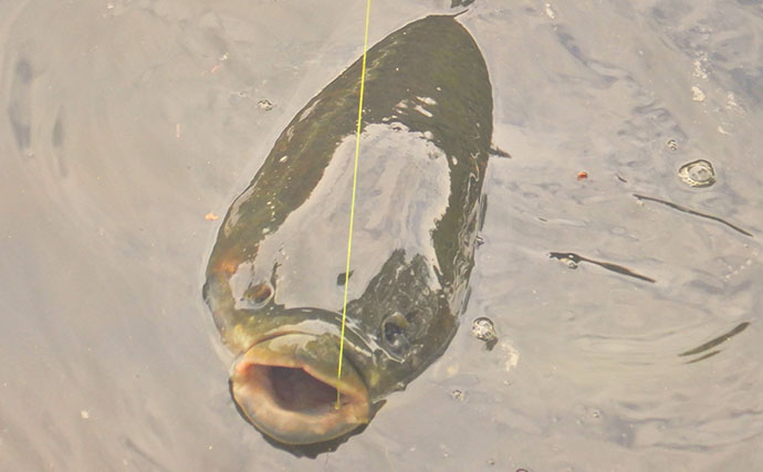 川辺の葉っぱをエサに121cmの大型魚が釣れた！ 元荒川のソウギョ釣りシーズンが開幕
