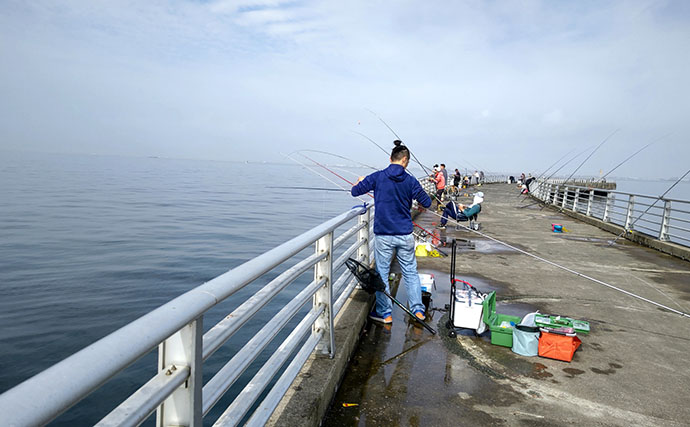 『検見川浜の突堤』でのサビキ釣りでカタクチイワシ発見！【千葉】