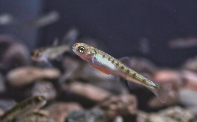 「コカインでハイになった鮭はめっちゃ泳ぐ？」 薬物が魚たちに与える変な影響
