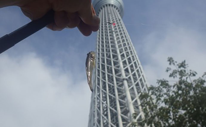 「東京都内でハゼ釣りを楽しもう！」 おすすめハゼ釣り場7選を徹底紹介【東京】