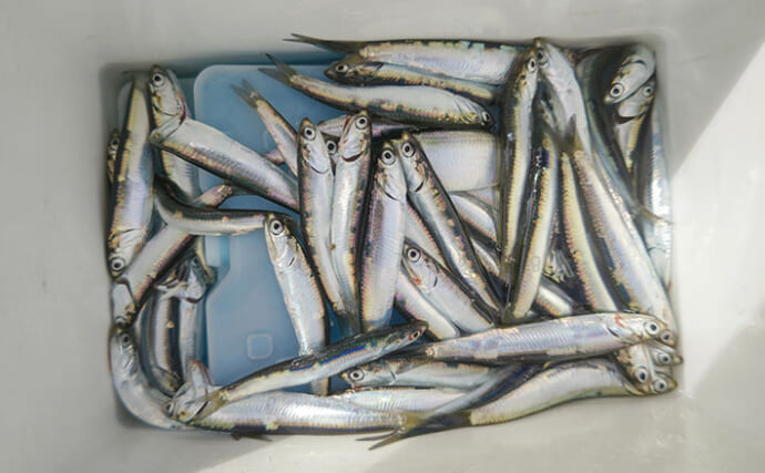 『検見川浜の突堤』でのサビキ釣りでカタクチイワシ発見！【千葉】
