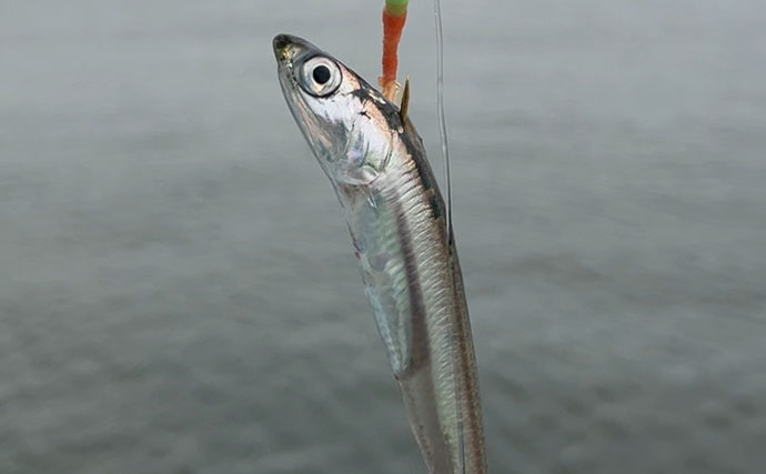 「何が変わった？」南港魚つり園が4か月半ぶりに再開！【大阪】開園初日に釣りに行ってみた