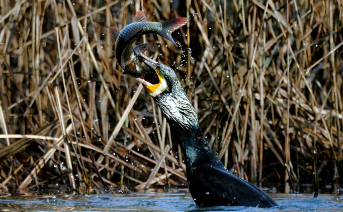 漁業の大敵『カワウ』駆除の新兵器は「ドライアイス」　卵を凍らせて孵化を防ぐ？