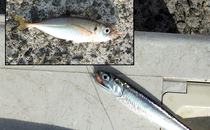 「50cm級大サバを狙う！」 武庫川一文字のサビキ釣りで本命サバヒットも型に不満【兵庫】