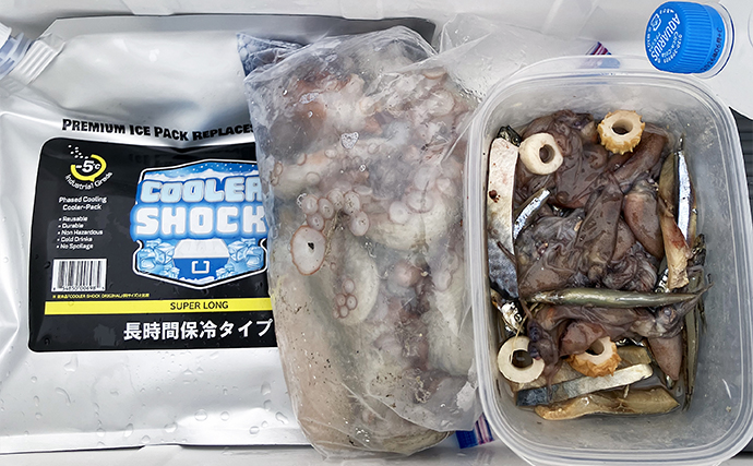 大阪湾沿岸エギタコ釣果レポート【岸和田一文字】サバ切り身とホタルイカ巻いてキロ超えタコ浮上！