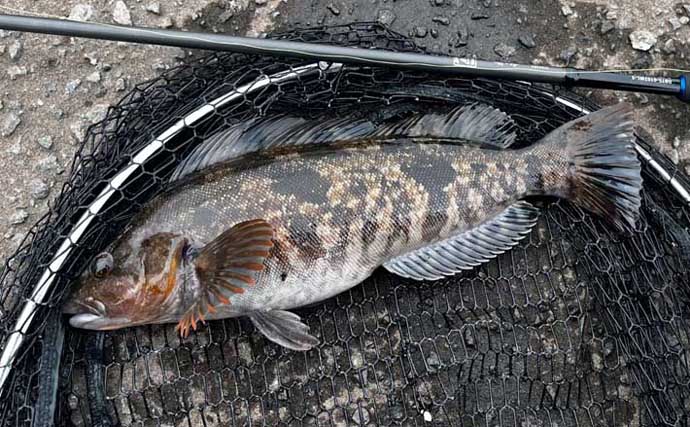 ホタテ漁が始まるとアイナメが釣れる？　北海道噴火湾のローカルロックゲーム事情